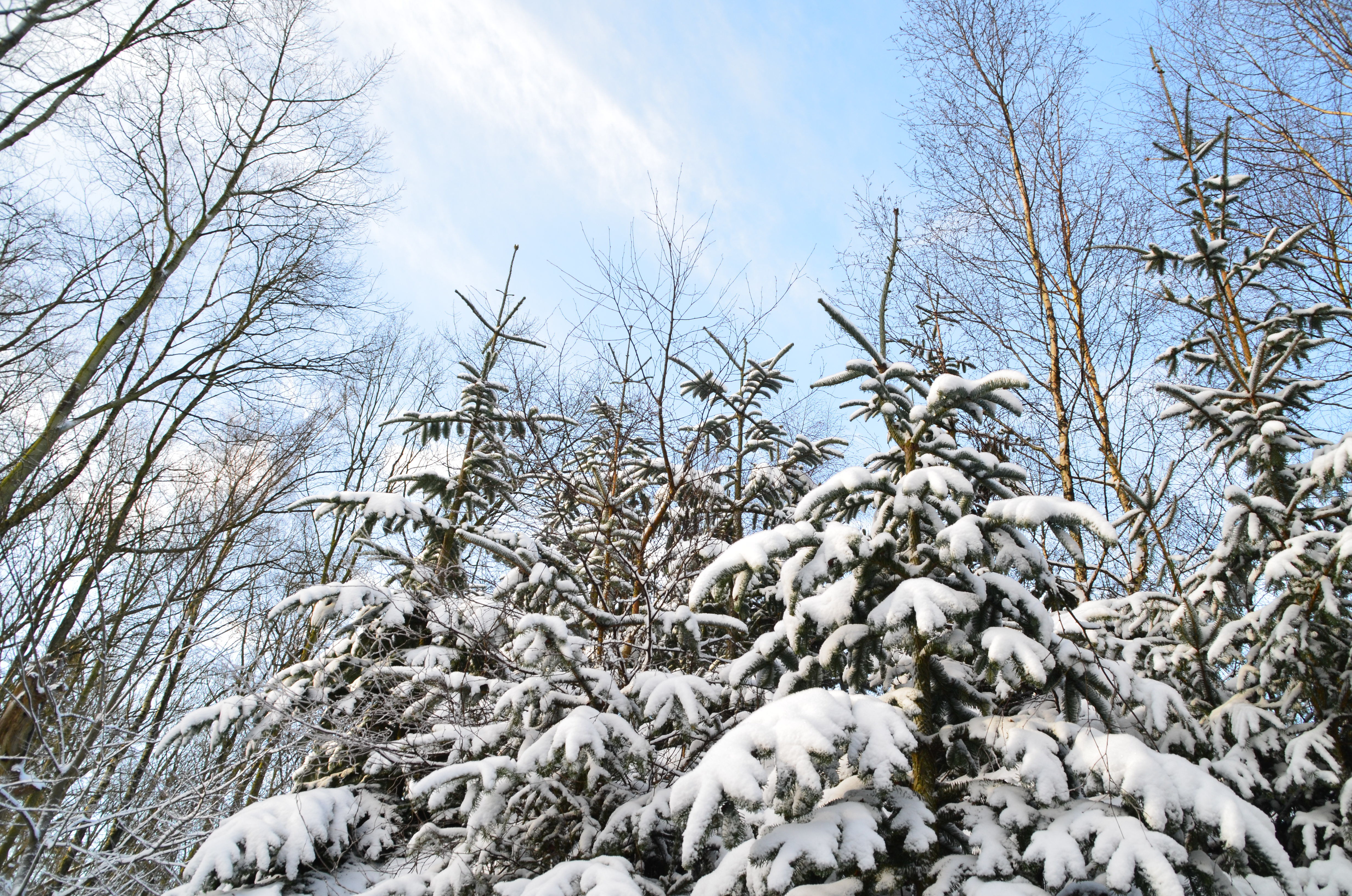 Vinter